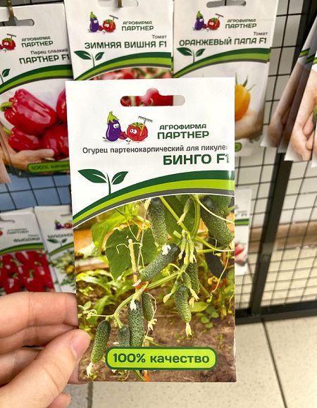 Огурец партенокарпический Бинго F1 